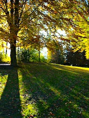 Herbstlicher Park mit Bäumen