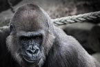 Vorschau: Portrait eines Gorillas